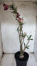 Planta Simples 2945 – 55cm – 04 anos - Imagem 5