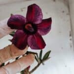 Planta Simples 2945 – 55cm – 04 anos