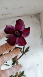 Planta Simples 2945 – 55cm – 04 anos