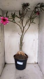 Planta Simples 2947 – 65cm – 05 anos - Imagem 2