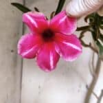 Planta Simples 2947 – 65cm – 05 anos