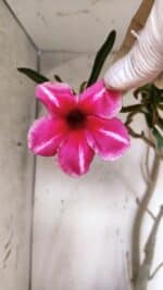 Planta Simples 2947 – 65cm – 05 anos