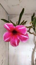 Planta Simples 2947 – 65cm – 05 anos - Imagem 4