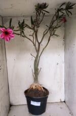 Planta Simples 2947 – 65cm – 05 anos - Imagem 9