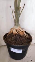 Planta Simples 2947 – 65cm – 05 anos - Imagem 5