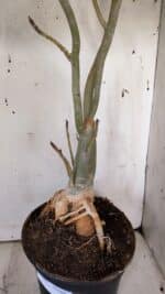 Planta Simples 2947 – 65cm – 05 anos - Imagem 6