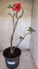 Planta Simples 2951 – 40cm – 03 anos - Imagem 2