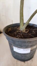 Planta Simples 2951 – 40cm – 03 anos - Imagem 6