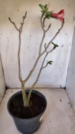 Planta Simples 2951 – 40cm – 03 anos - Imagem 5