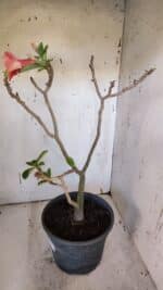 Planta Simples 2951 – 40cm – 03 anos - Imagem 4