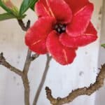 Planta Simples 2951 – 40cm – 03 anos