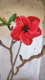 Planta Simples 2951 – 40cm – 03 anos