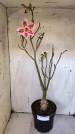 Planta Simples 2952 – 50cm – 04 anos - Imagem 2