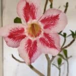 Planta Simples 2952 – 50cm – 04 anos