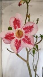 Planta Simples 2952 – 50cm – 04 anos