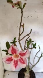 Planta Simples 2952 – 50cm – 04 anos - Imagem 4