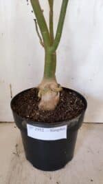 Planta Simples 2952 – 50cm – 04 anos - Imagem 7