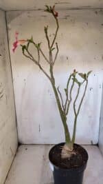 Planta Simples 2952 – 50cm – 04 anos - Imagem 6