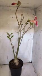 Planta Simples 2952 – 50cm – 04 anos - Imagem 5