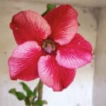 Planta Simples 2953 – 35cm – 03 anos