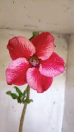 Planta Simples 2953 – 35cm – 03 anos