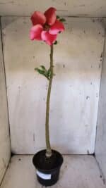 Planta Simples 2953 – 35cm – 03 anos - Imagem 6