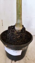 Planta Simples 2953 – 35cm – 03 anos - Imagem 5