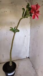 Planta Simples 2953 – 35cm – 03 anos - Imagem 4