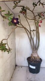 Planta Simples 2954 – 65cm – 05 anos