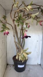 Planta Simples 2954 – 65cm – 05 anos - Imagem 5