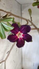 Planta Simples 2954 – 65cm – 05 anos - Imagem 3