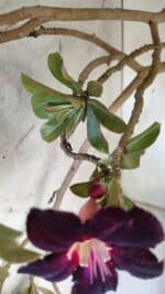 Planta Simples 2954 – 65cm – 05 anos - Imagem 11