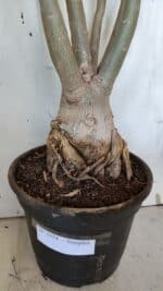 Planta Simples 2954 – 65cm – 05 anos - Imagem 9