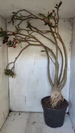 Planta Simples 2954 – 65cm – 05 anos - Imagem 8