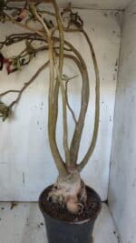 Planta Simples 2954 – 65cm – 05 anos - Imagem 7