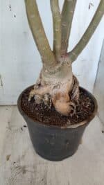 Planta Simples 2954 – 65cm – 05 anos - Imagem 4