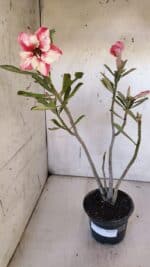 Planta Simples 2955 – 35cm – 03 anos - Imagem 2