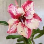 Planta Simples 2955 – 35cm – 03 anos