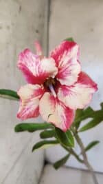 Planta Simples 2955 – 35cm – 03 anos