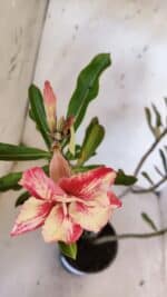 Planta Simples 2955 – 35cm – 03 anos - Imagem 4