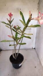 Planta Simples 2955 – 35cm – 03 anos - Imagem 6