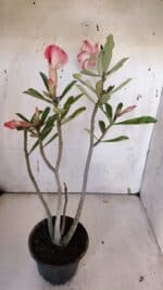 Planta Simples 2955 – 35cm – 03 anos - Imagem 5