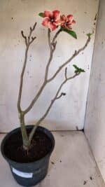 Planta Simples 2956 – 35cm – 03 anos - Imagem 2