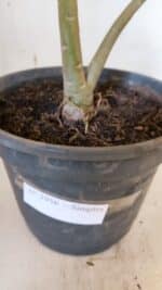 Planta Simples 2956 – 35cm – 03 anos - Imagem 8