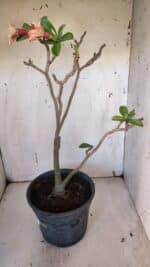 Planta Simples 2956 – 35cm – 03 anos - Imagem 7