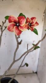 Planta Simples 2956 – 35cm – 03 anos