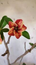 Planta Simples 2956 – 35cm – 03 anos - Imagem 4