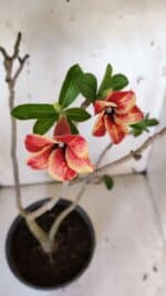 Planta Simples 2956 – 35cm – 03 anos - Imagem 5