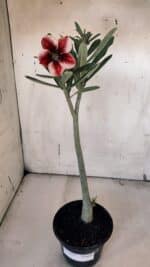 Planta Simples 2957 – 35cm – 03 anos - Imagem 2