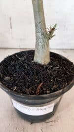 Planta Simples 2957 – 35cm – 03 anos - Imagem 6